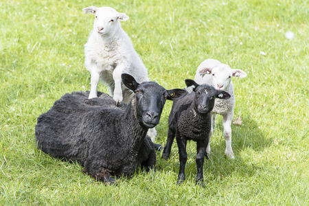 Sheep enjoying fresh grass and resting on the field の写真素材