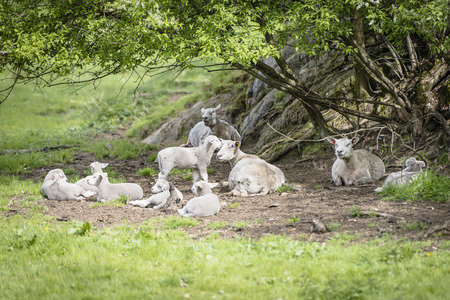 Sheep enjoying fresh grass and resting on the field の写真素材