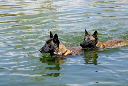 two swimming malinois puppies