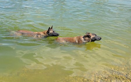 two swimming malinois puppiesの写真素材