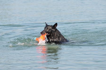 swimming malinoisの写真素材
