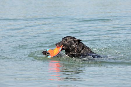 swimming malinoisの写真素材