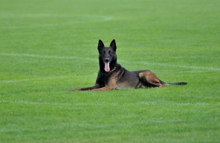 Malinois