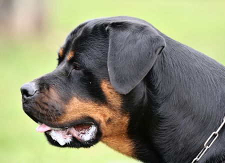 Rottweilerの写真素材