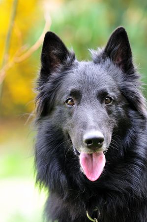 groenendaelの写真素材