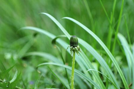 dandelionの写真素材