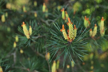 pine tree in springの写真素材