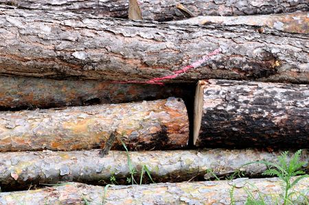 woodpileの写真素材