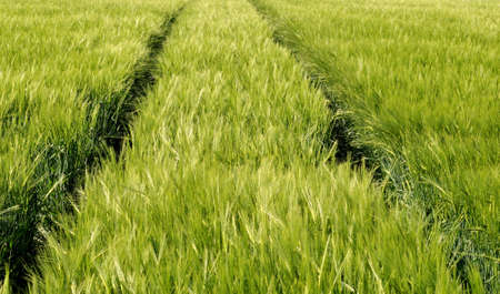 barley field in springの写真素材