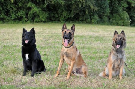 belgian shepherdの写真素材