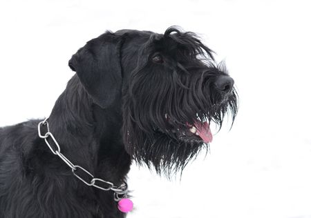 schnauzerの写真素材