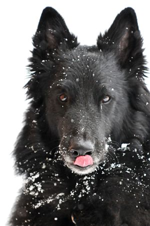 Groenendaelの写真素材