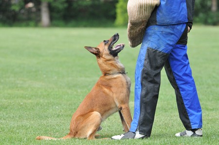 malinoisの写真素材