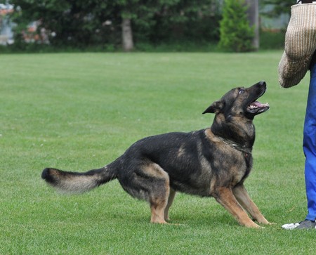 german shepherd in actionの写真素材