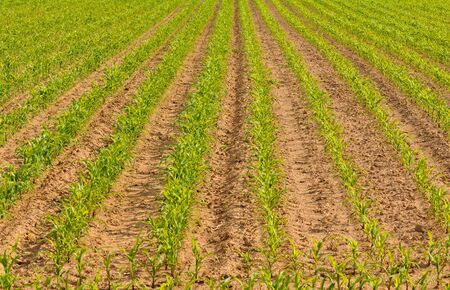 maize fieldの写真素材
