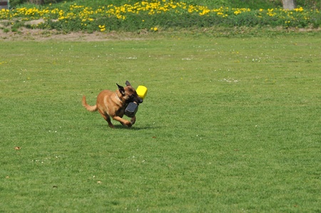 malinoisの写真素材