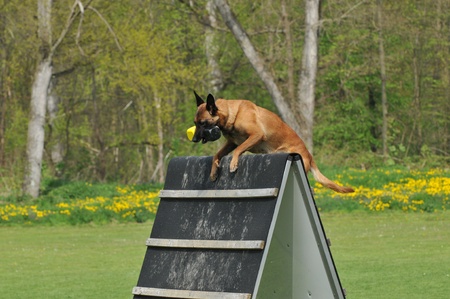 malinoisの写真素材