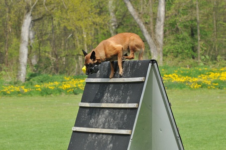 malinoisの写真素材