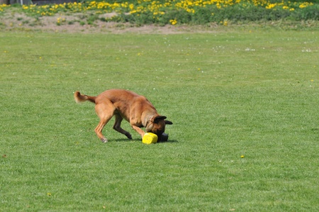 malinoisの写真素材