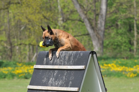 malinoisの写真素材