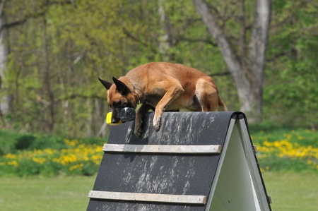 malinoisの写真素材