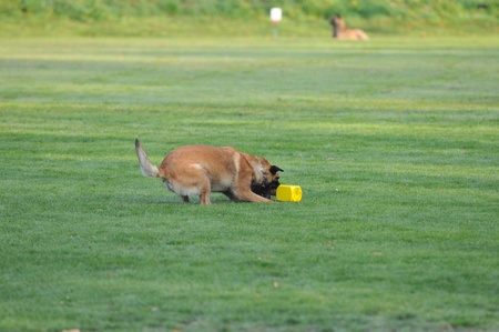malinoisの写真素材