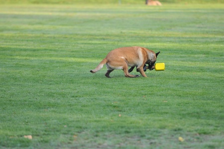 malinoisの写真素材