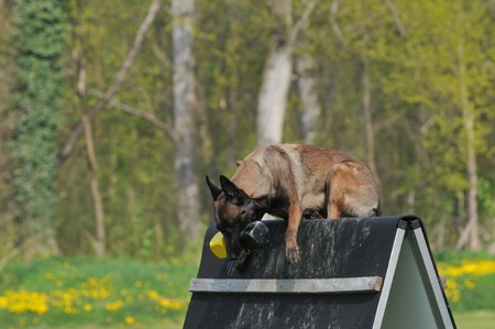 malinoisの写真素材