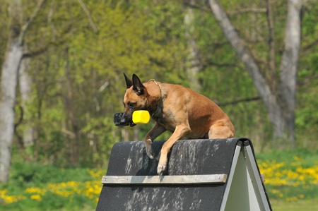 malinoisの写真素材