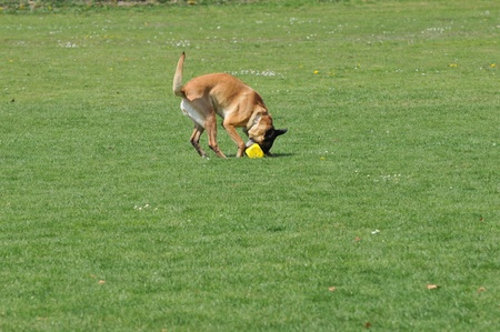 malinoisの写真素材