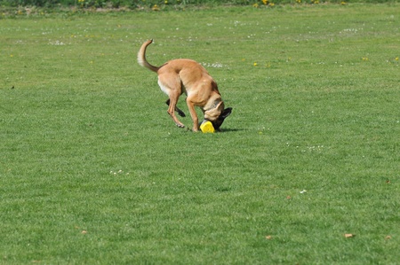 malinoisの写真素材