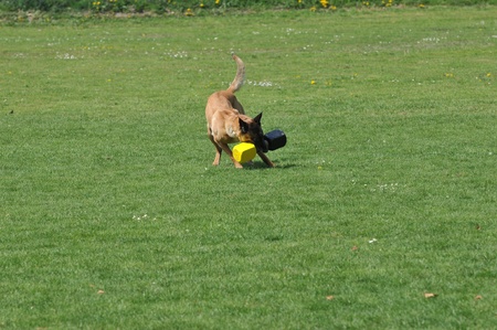 malinoisの写真素材