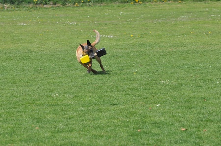 malinoisの写真素材