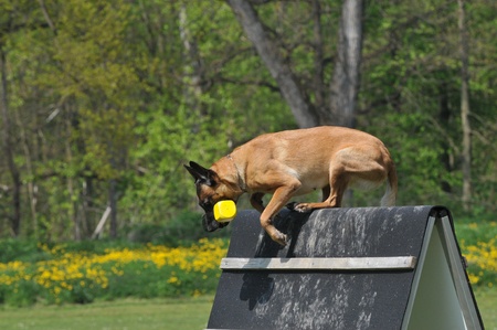 malinoisの写真素材
