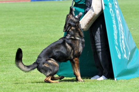 german shepherd in actionの写真素材