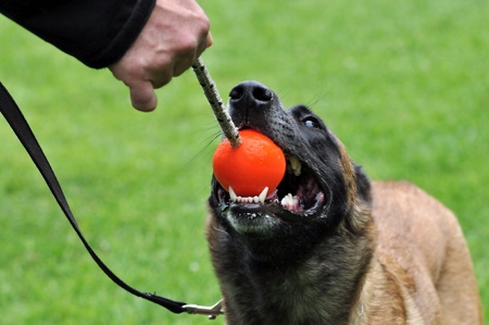 malinoisの写真素材