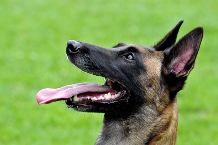 malinoisの写真素材