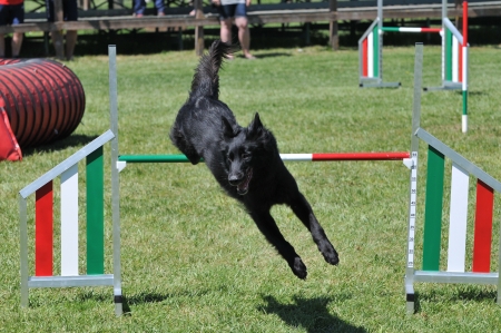 dog competitionの写真素材