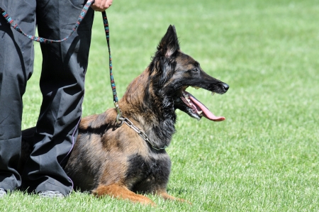 police dogの写真素材