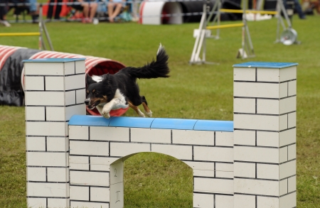Agility trainingの写真素材