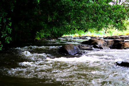 River stream in the forest