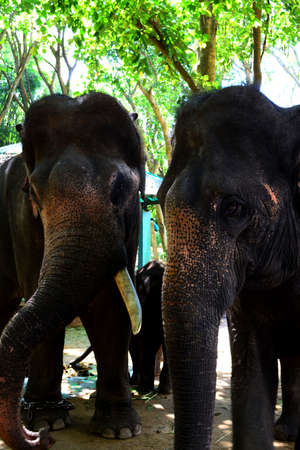 Domesticated Asian elephants