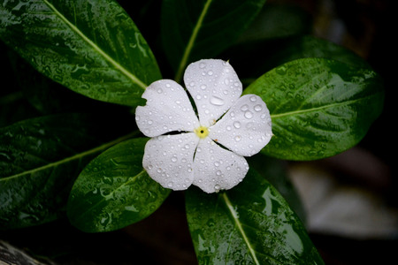 After a morning rain
