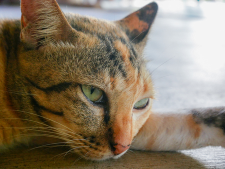 cat's eyes close upの写真素材