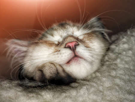 Portrait of cute kitten sleepingの写真素材