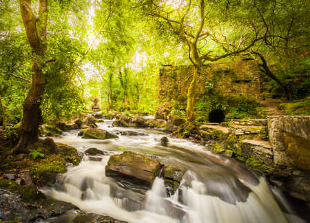 River landscape with light entering through treesの写真素材