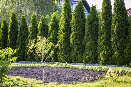 Thuja is a beautiful coniferous plant that can be a decoration of any garden.の写真素材