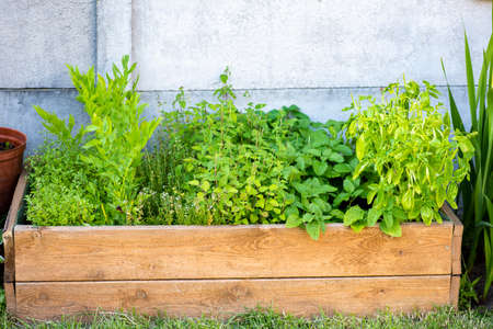 a box with herbs in the backyard gardenの写真素材