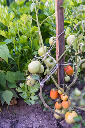 tomato bushes in the home garden -の写真素材
