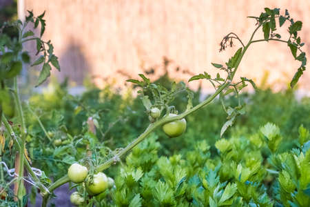 tomato bushes in the home garden -の写真素材